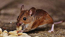 24 Hour & Emergency Exterminators in China Lake, CA